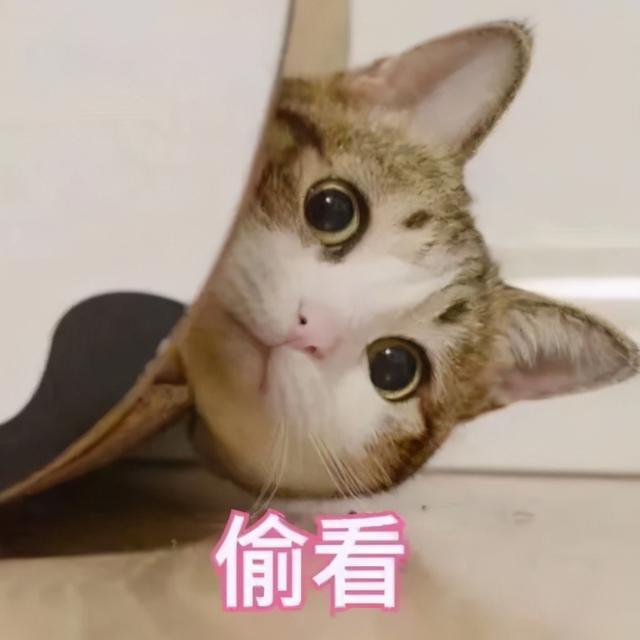 猫生小猫要怎么处理，猫咪生产注意事项（猫咪生产你必须要知道的5件事）