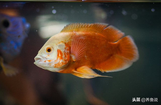 新手養魚養什麼魚好,養魚新手適合養什麼魚(新手養魚啥品種比較好)