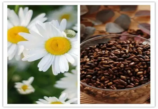 保健茶（保健茶配方，常见的养生茶，真的养生吗（保健茶配方大全）