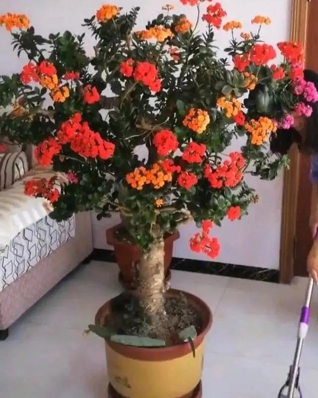 最漂亮的棒棒糖图片，如何画出漂亮的棒棒糖（长寿花半年养成“长寿树”）