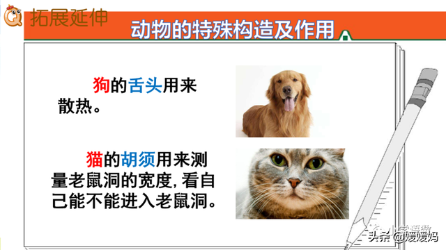 慢慢拼音怎么读，慢慢拼音（二年级下册语文课文19《大象的耳朵》图文详解及同步练习）