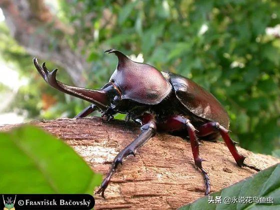 独角仙喜欢吃什么，独角仙喜欢吃什么水果（能养吗 好养吗 怎么养）