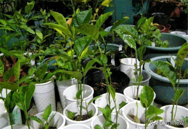 菠萝蜜种子怎么吃，菠萝蜜籽怎么吃（吃菠萝蜜留下“籽”）