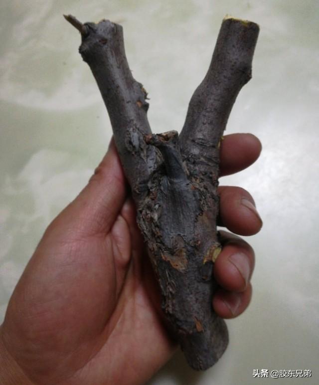 做弹弓简单的方法，自己终于做出了一把比较满意的弹弓