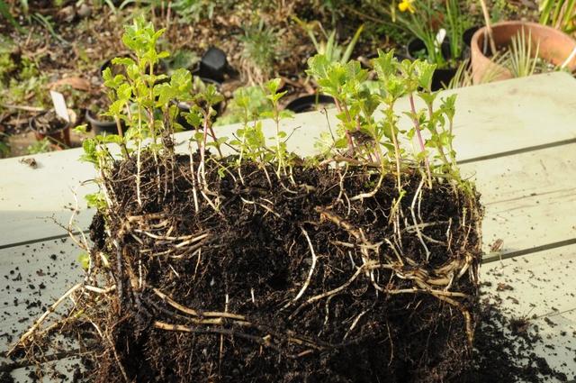 薄荷为什么不能在家养，薄荷的10种食用方法（为什么别人家的就随便长）