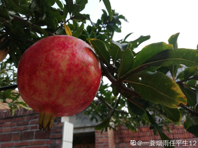 石榴树怎么养，石榴树苗什么时候种植最好（就能边赏花边吃果）