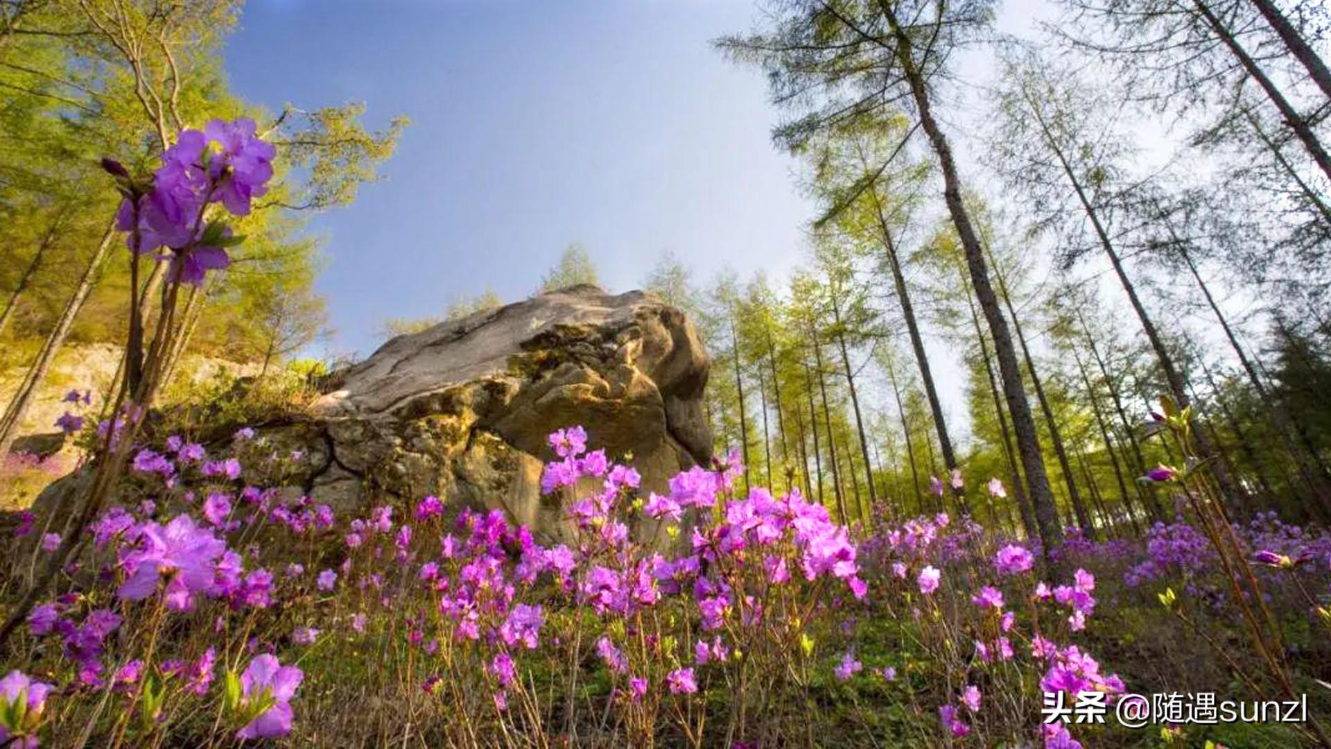 3000亩高山杜鹃花海,最佳观赏时间:5月初.