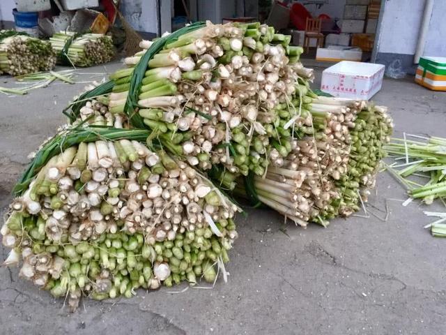 浦儿菜又叫什么菜，蒲菜是什么菜（已经有2000年历史）