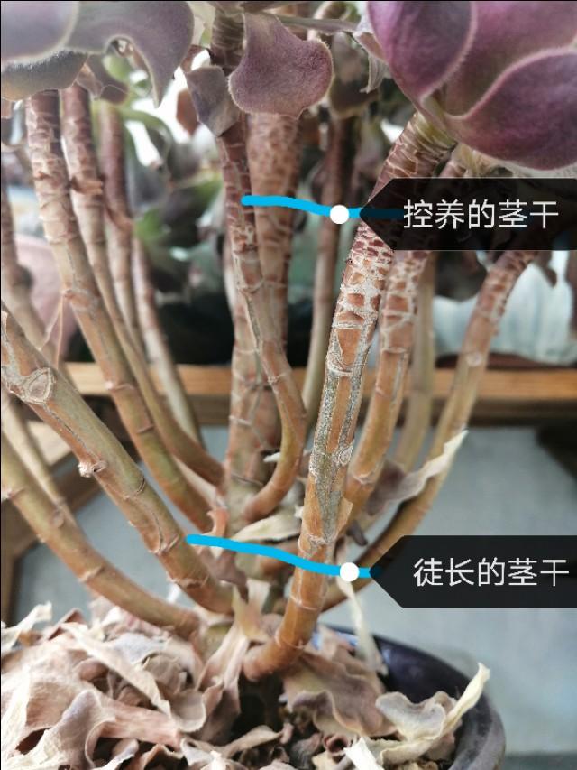 夏天可以买多肉植物吗，夏天可以入手的多肉（夏季商家出售多肉套路满满）