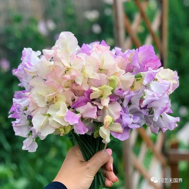 香豌豆的花语是什么，野豌豆的花语（欧洲人心目中的“切花之后”）