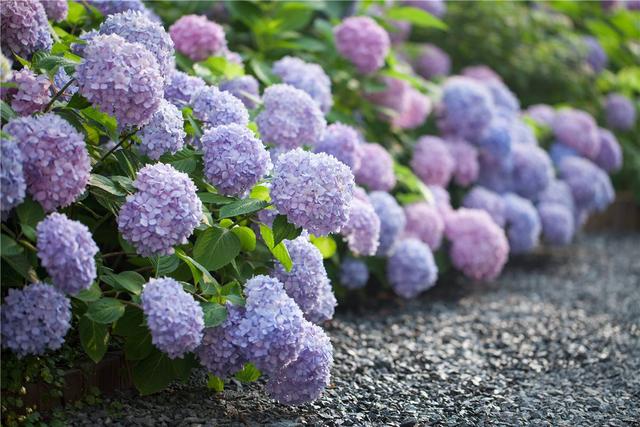 无尽夏新娘花语 无尽夏新娘花语是什么，无尽夏新娘花语（无尽夏，做好这几点养成大花球）