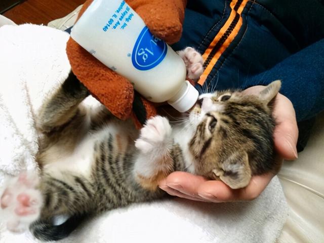 小猫的饲养教程，小猫咪怎么饲养（掌握这5点，养好猫咪并不难）