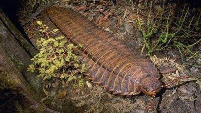 地球史上最大蜈蚣,远古蜈蚣虫体型巨大长达26米