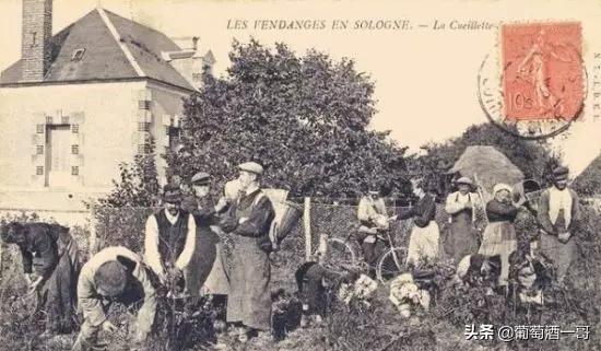 法国红酒什么味道，法国红酒什么味道最好喝（这是一篇超级齐全的法国葡萄酒介绍）