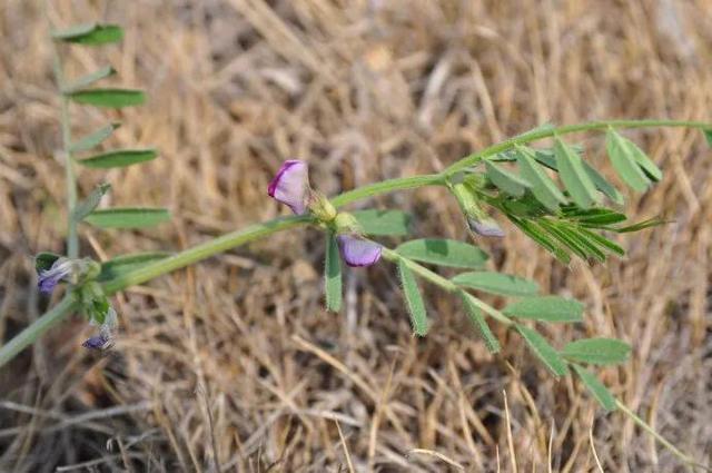 农村的野生植物大全，农村到处可见的野生植物