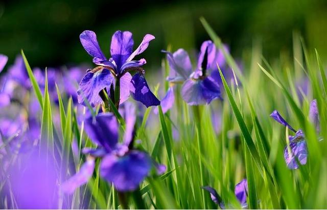 菖蒲花花语的介绍，菖蒲花花语（菖蒲花开爱音讯）