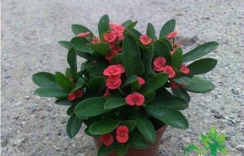 刺梅的养殖方法和注意事项，小叶刺梅的养殖方法和注意事项（有点“小危险”）