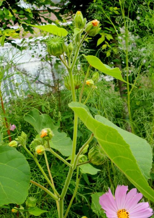 麻是哪种植物(麻属于什么植物)-娱宸网