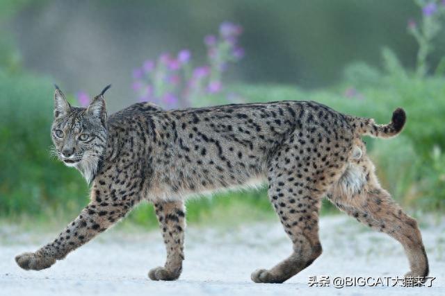 世界上最稀有几种野生猫科动物，会给两个国家的历史留下巨大污点