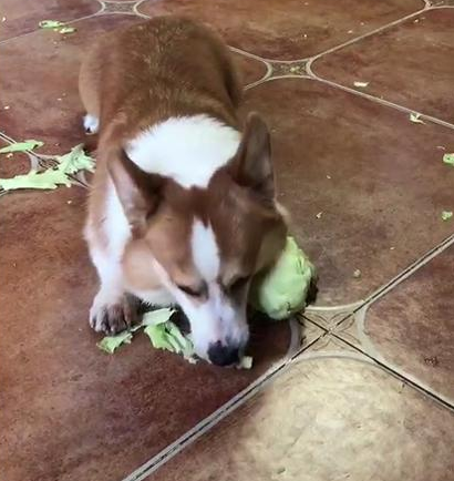 狗狗可以吃的蔬菜排名，狗能吃蔬菜种类（对狗狗有益的6种蔬果）