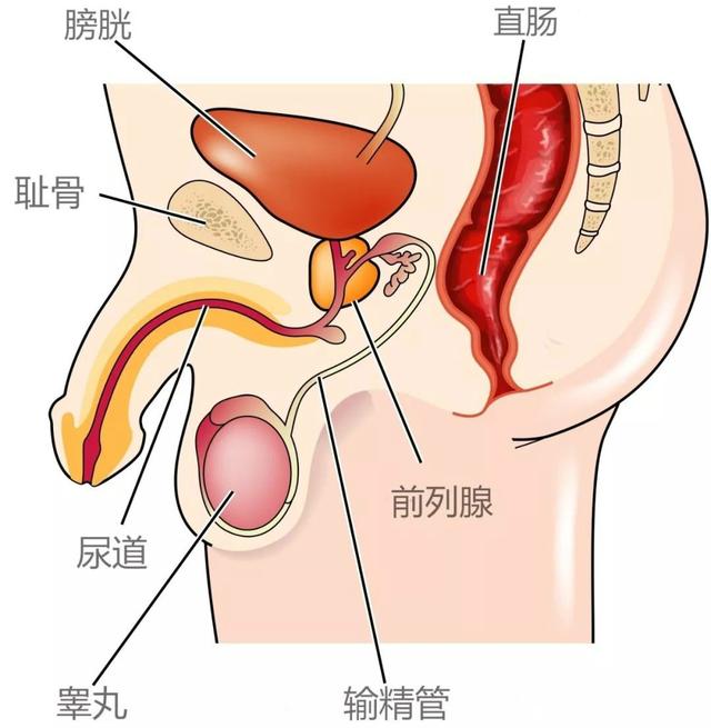 人妖能不能生孩子，都说泰国人妖寿命短