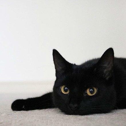 冷酷霸气的网名，2022网名霸气冷酷好听（冷酷独特宠物名字霸气不撞车-可爱点）