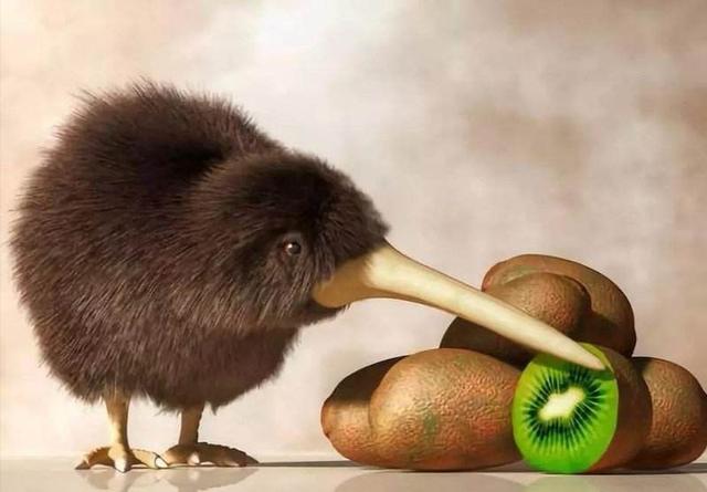 什么鸟没有翅膀，世界上有一种没有翅膀的鸟（却没有翅膀和尾巴）