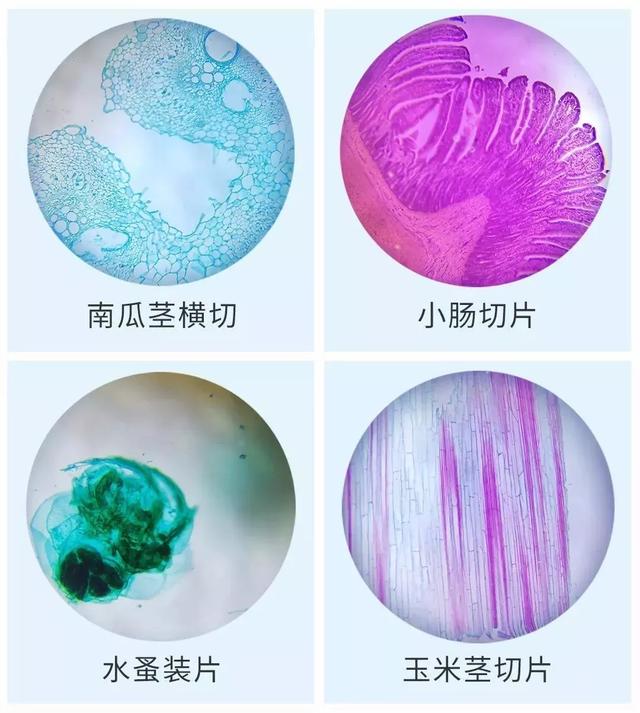 显微镜观察洋葱表皮细胞步骤，怎样使用显微镜观察洋葱表皮细胞正确步骤（放大120倍看世界）
