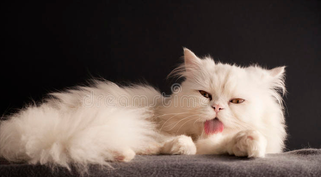 肠胃猫是什么意思，看完你就知道该怎么办