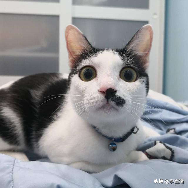 群居动物有哪些，群居动物有多少种主要的有哪些（猫咪并不是真正的群居动物）