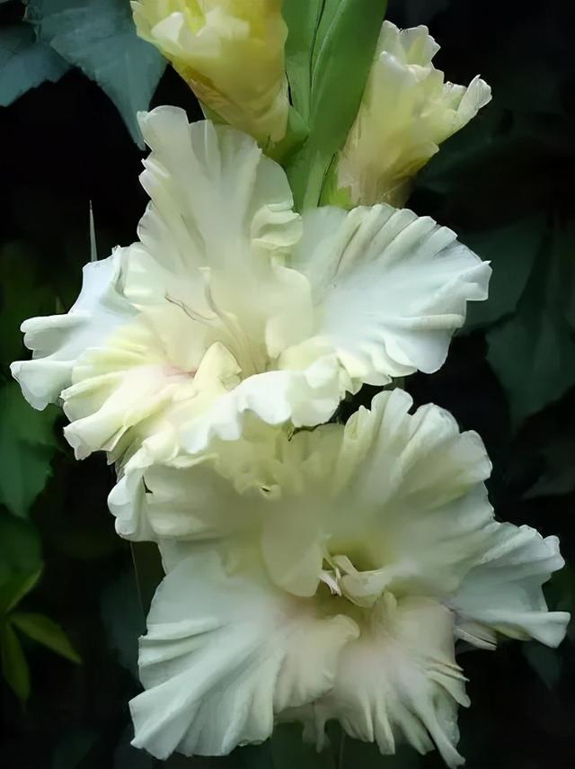 世界上有多少种花，世界上有多少种花?分别是什么（100幅美丽的花儿，赏心悦目）