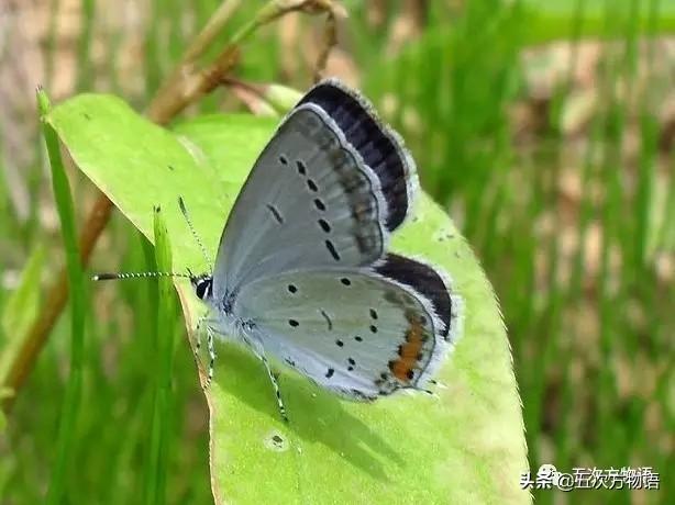 蝴蝶的种类，蝴蝶的种类及图片（青岛常见蝴蝶图鉴）