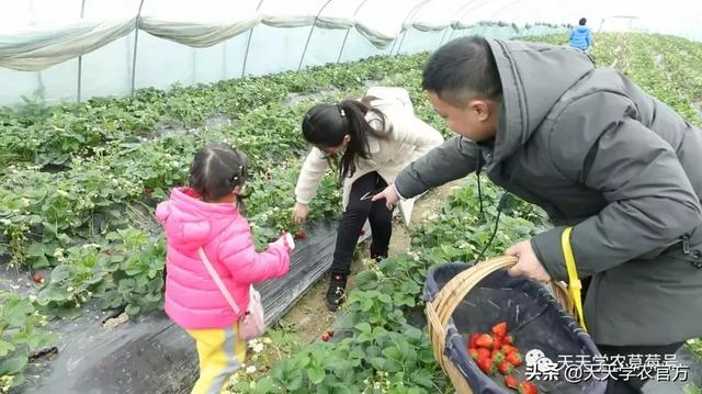 草莓自然条件下什么时候开花，冬天的草莓是反季水果不安全