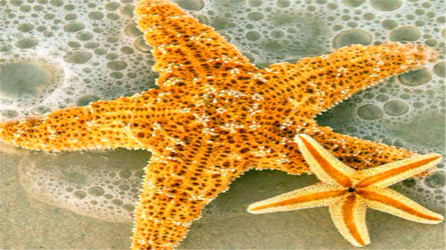 海星的吃法，海星的做法和吃法（一口下去像是在吃鱼子酱）