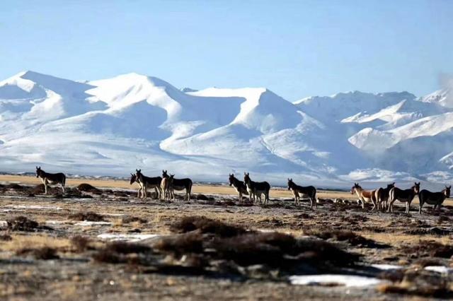 可可西里在哪里，可可西里在哪里属于哪个省（人世间最后的原始乐园——可可西里）