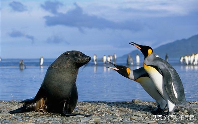 企鹅是哺乳动物吗，企鹅是哺乳动物吗?怎么喂奶（这里生活着全球最多的食肉哺乳动物）