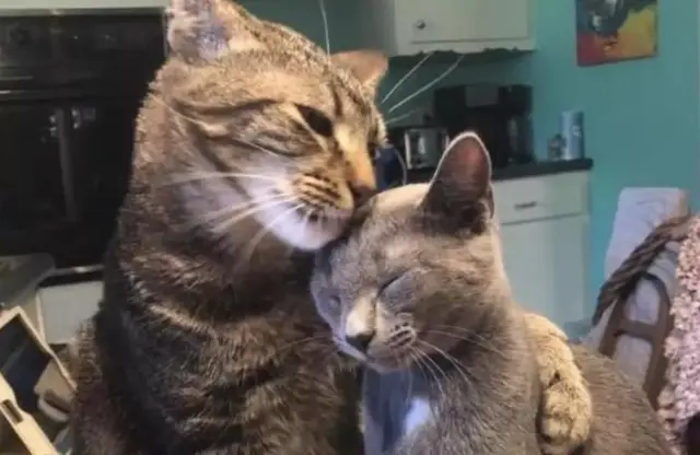 母猫配对成功后的表现，猫咪配对成功后的表现（如何掌握猫咪的发情周期）