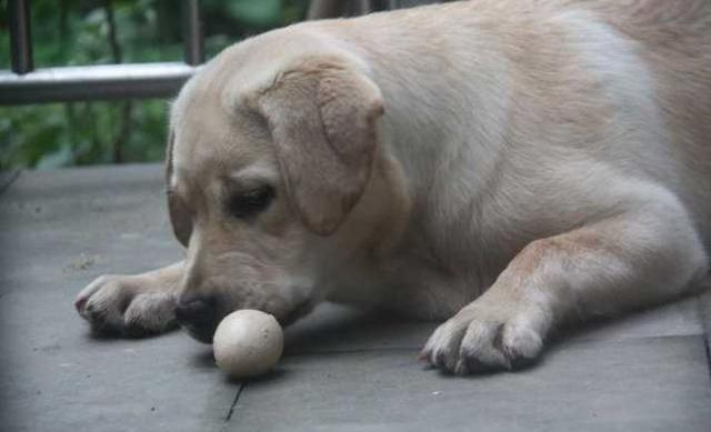 狗狗可以吃蛋黄吗，狗狗可以吃蛋黄吗能够吃多少呢（狗狗摄入蛋黄过量易诱发肾衰）