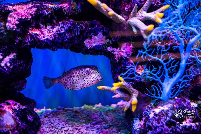 极地动物资料,极地动物世界(这些极地海洋鱼类太美了) 极地动物资料,极地动物世界(这些极地海洋鱼类太美了)