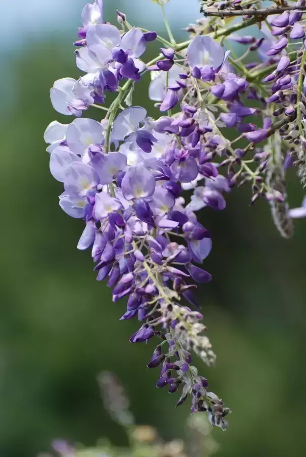 各种花开放的时间（100种常见花的花开时间附图）