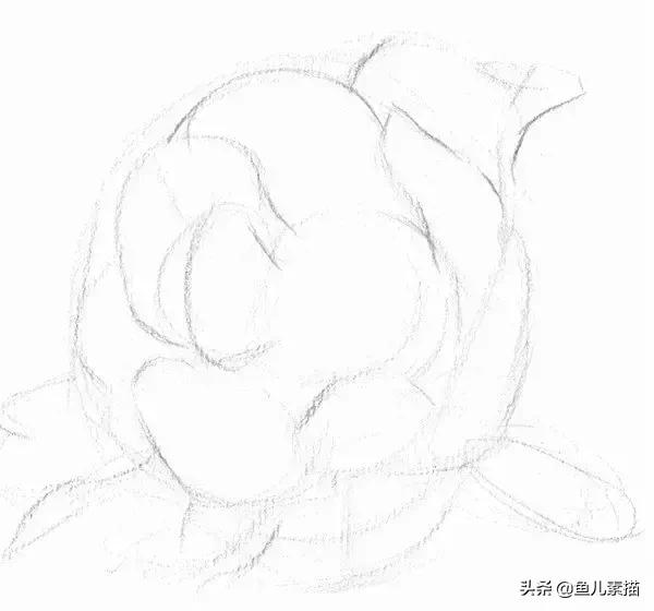 牡丹简笔画的画法，牡丹简笔画的画法图片大全（八步让你速成素描牡丹花）