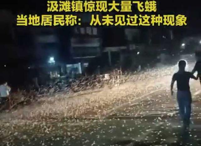 蜉蝣的寓意，蜉蝣是什么动物（河南洪水过后惊现蜉蝣遮天）