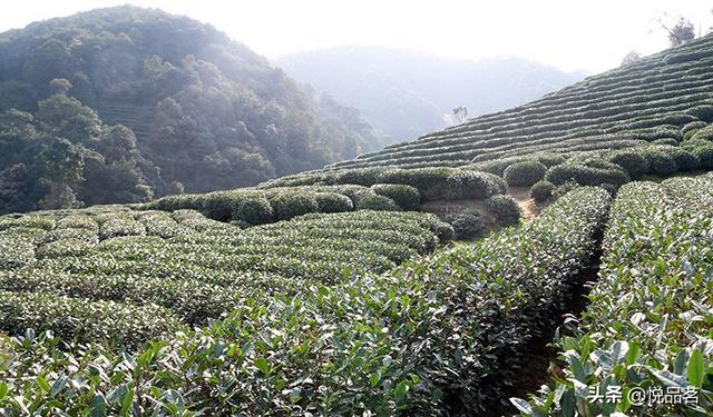 龙井茶产地是哪里，龙井茶多少钱一斤（平时我们去超市买的西湖龙井是真的吗）