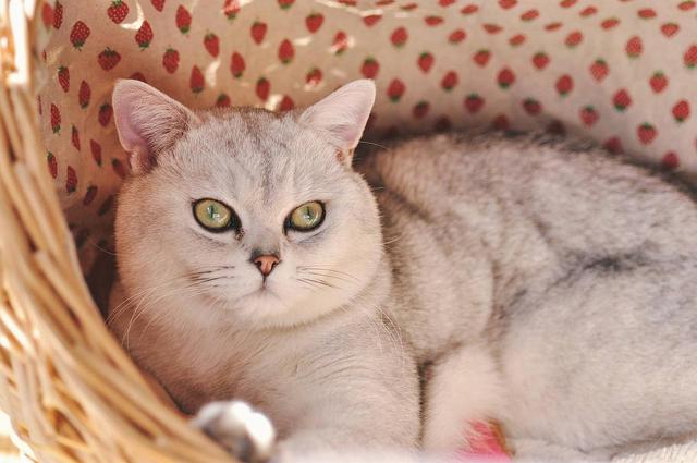 母猫会发腮吗，公猫会发腮吗（想养大圆脸猫咪的铲屎官）