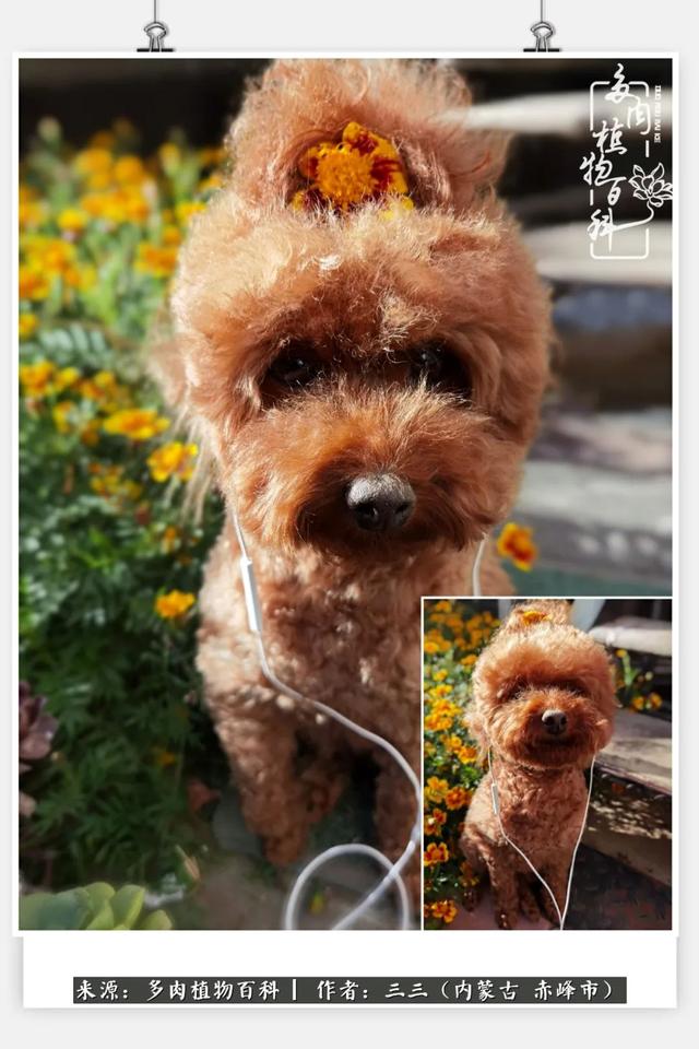 雪候鸟是什么意思，雪候鸟歌词表达什么意思（多肉于我从来不是锦上添花）