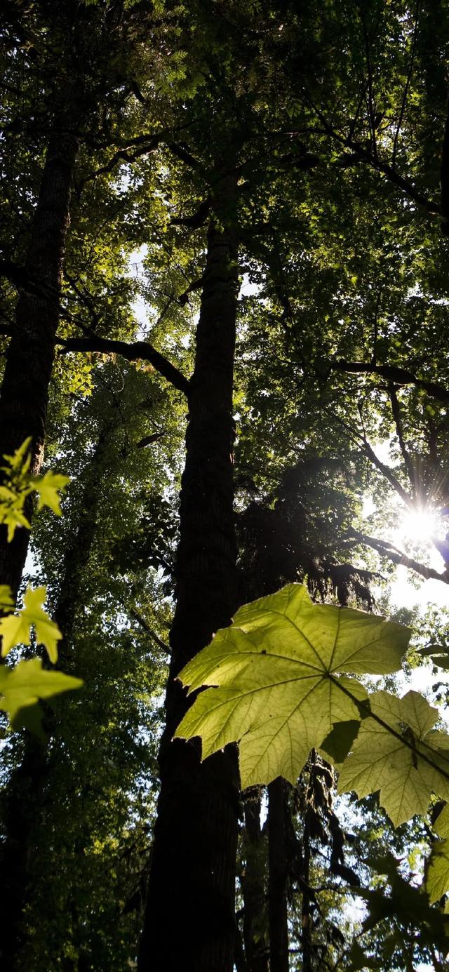 唯美植物花类头像微信，唯美植物花类头像（小清新绿色护眼植物+唯美绽放的瞬间​​​）