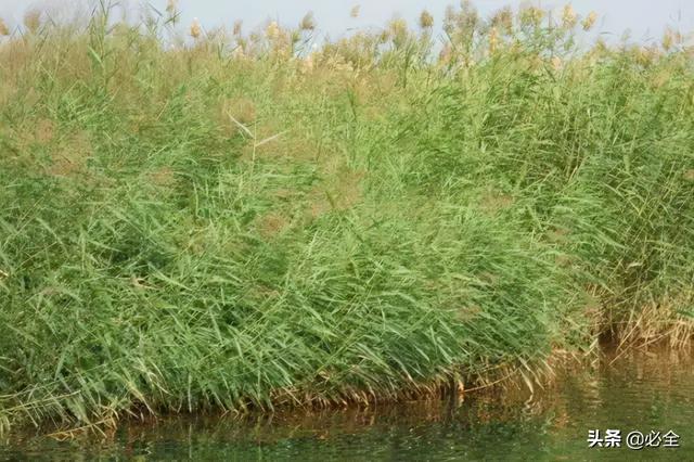 地被植物，常绿植物、地被及其他篇（地被植物名词解释）