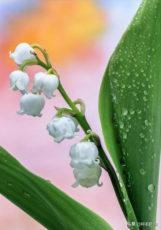 大家好,我是花花,今天给大家带来的是象征好运的花卉盘点.