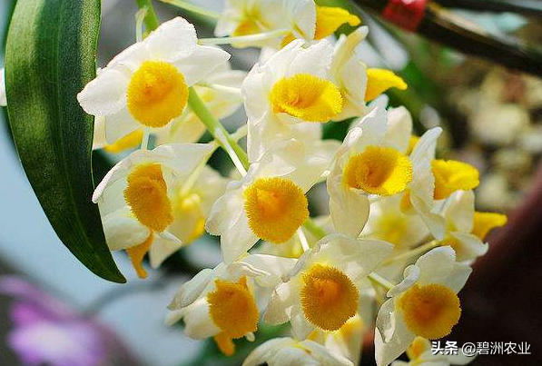 球花石斛的功效与作用及食用方法，球花石斛花的功效与作用有哪些（为您讲解球花石斛的栽培的小妙招）