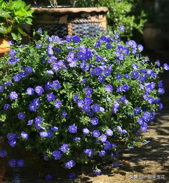 蓝精灵花怎么养，蓝精灵花好养吗（清新可爱凉意满满）